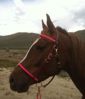 Picture of Halter Bridle Lite with Bit Hangers