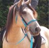 Picture of Halter Bridle Lite with Bit Hangers (no halter squares)