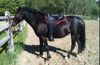 Picture of Stonewall Endurance, SOLD!