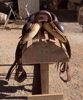 Picture of SR Gonzales Trail/Endurance Saddle