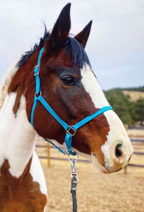 Picture of Double Buckle Halter