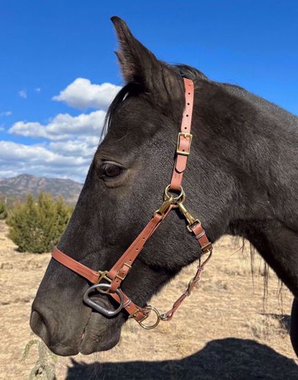 Picture of Halter with Bit Hangers