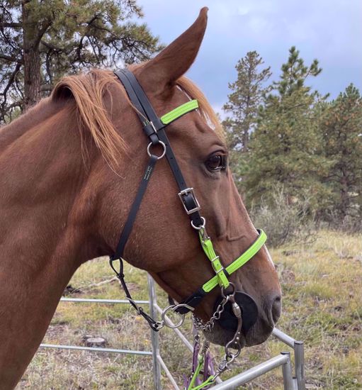 Picture of Halter Bridle Lite with Bit Hangers (no halter squares)