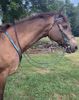 Picture of Halter Bridle Lite with Bit Hangers