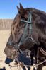 Picture of Halter Bridle Convertible