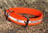 Picture of Dog Collar