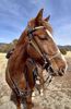 Picture of Halter Bridle Convertible