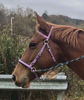 Picture of Evolution Bridle with Included Reins