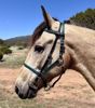 Picture of Halter Bridle Convertible