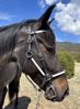 Picture of Halter Bridle Convertible