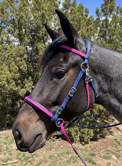 Picture of Evolution Bridle with Included Reins