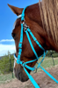 Picture of Evolution Bridle with Included Reins