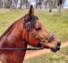 Picture of Halter Bridle with Bit Hangers