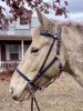 Picture of Halter Bridle Convertible Lite (no halter squares)