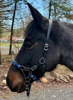 Picture of No Brow Hackamore Deluxe (angled cheeks with buckles)