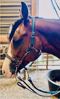 Picture of No Brow Halter Bridle with Bit Hangers