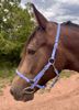 Picture of No Brow Halter Bridle with Bit Hangers