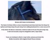 Picture of No Brow Hackamore Deluxe (buckle cheeks)