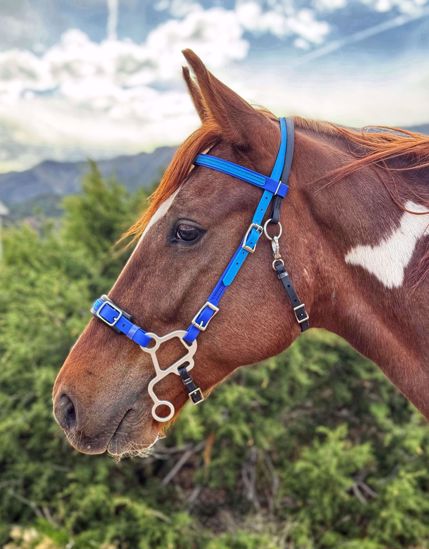 Picture of Hackamore Deluxe (buckle cheeks)